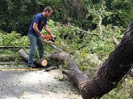 Best Tree Cabling and Bracing  in Stephenville, TX