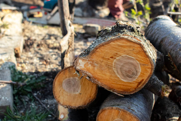 Best Tree Trimming and Pruning  in Stephenville, TX