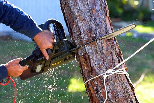 Best Utility Line Clearance  in Stephenville, TX