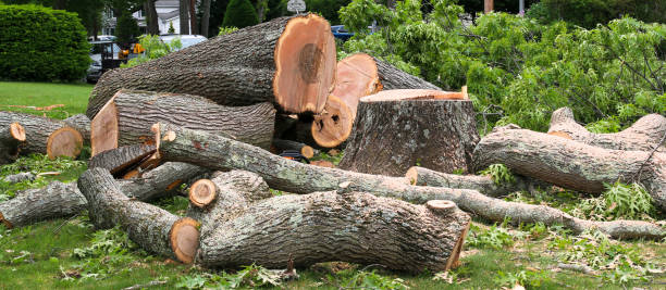 Best Firewood Processing and Delivery  in Stephenville, TX